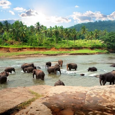 Srilanka
