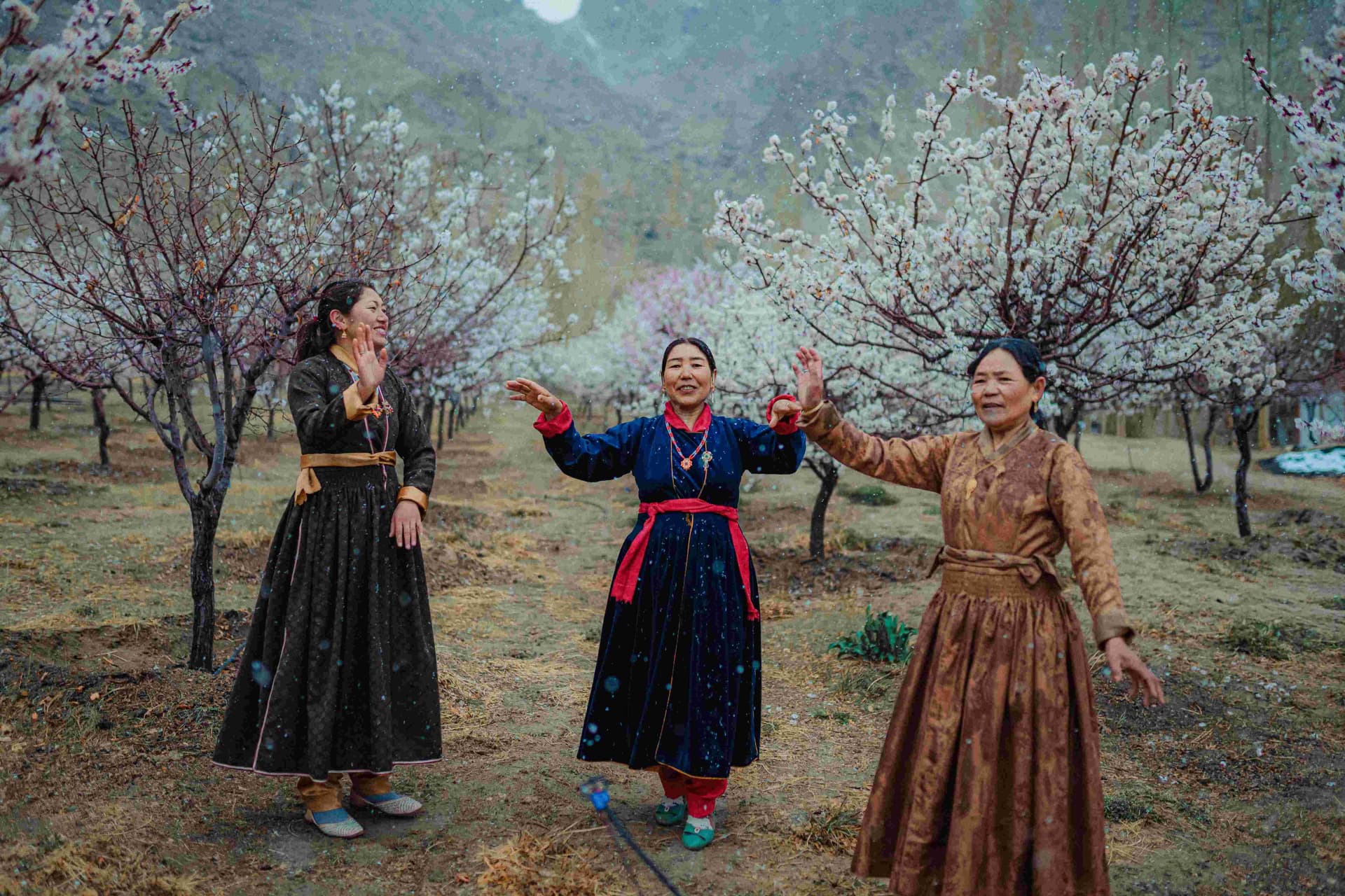 Apricot Blossom Festival Tour