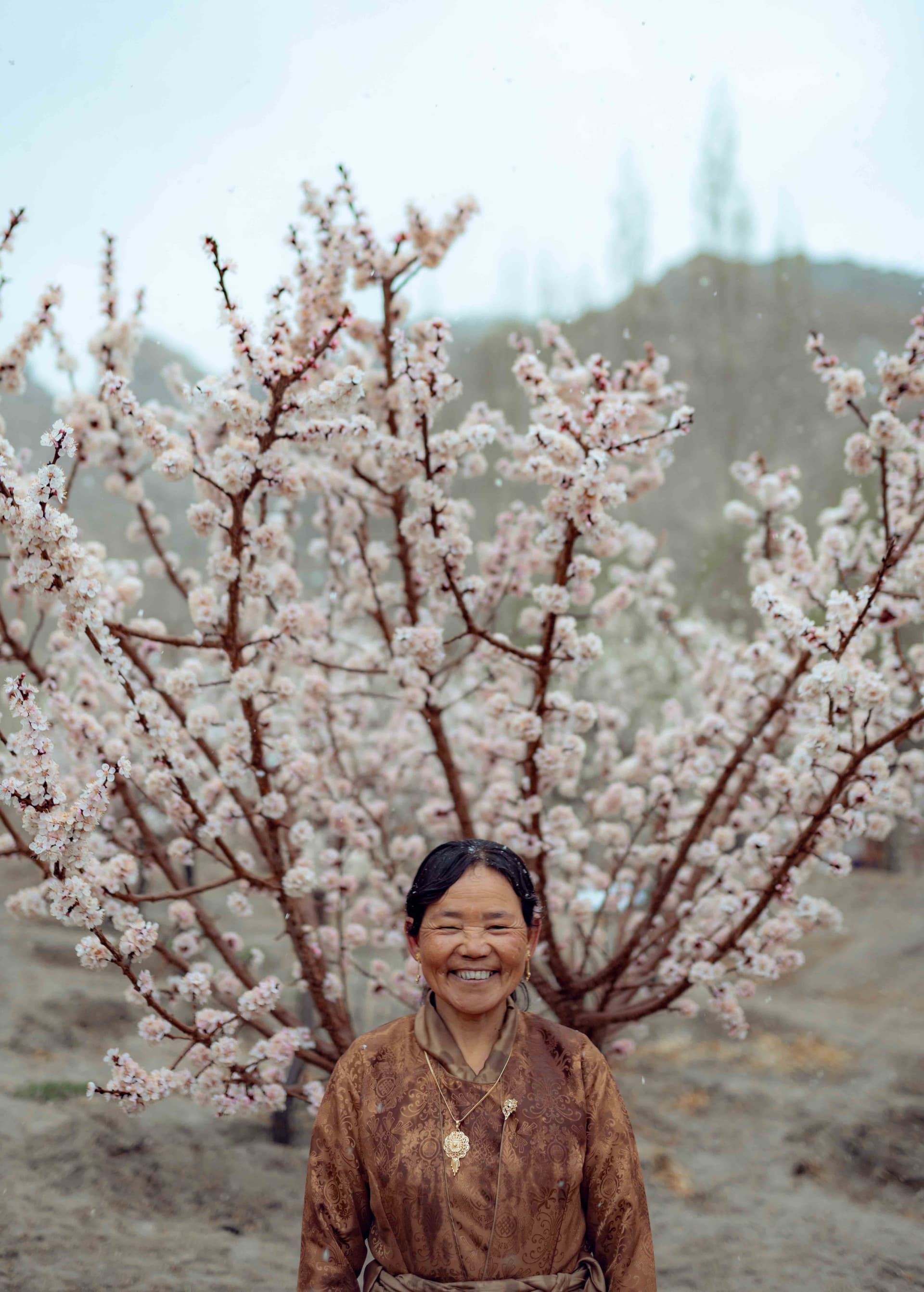 Apricot Blossom Festival in Ladakh 2026