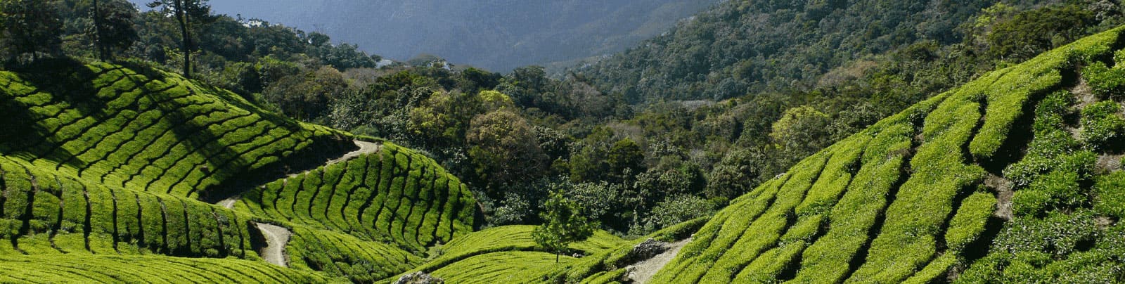 Kerala Munnar Tour